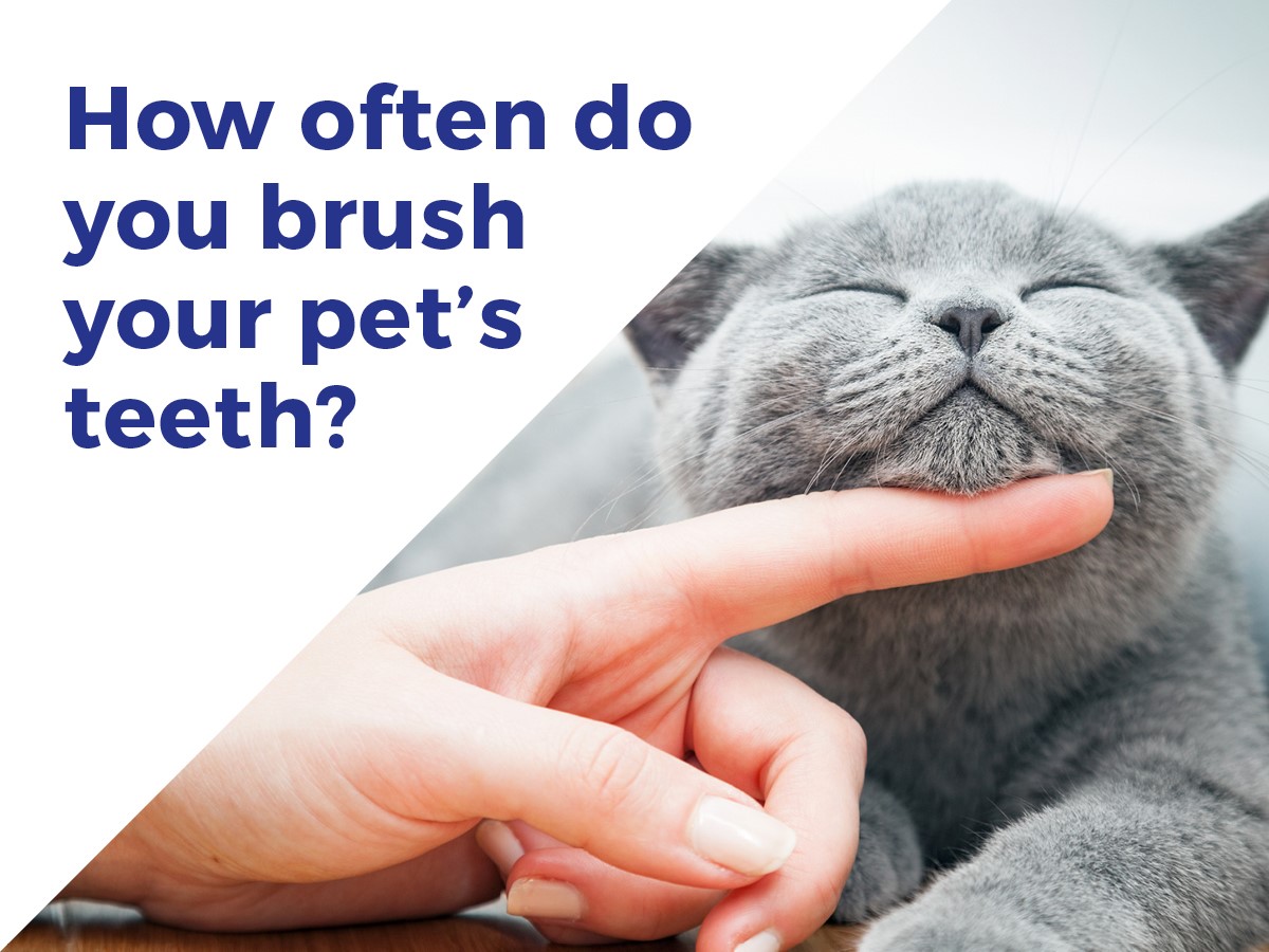 poster for brushing pet teeth