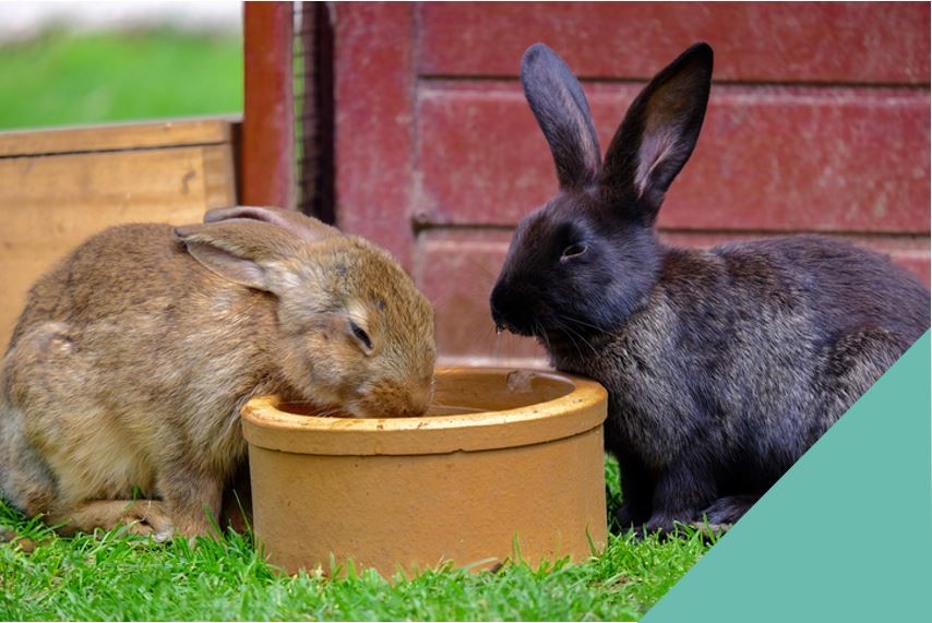 two rabbits sharing food from bowl