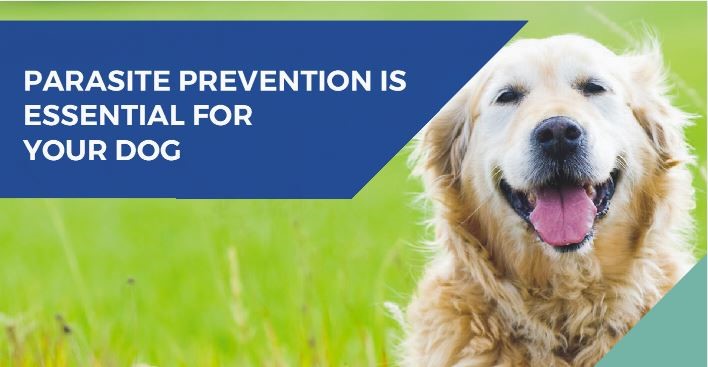 poster for parasite prevention for dogs