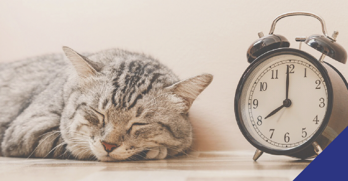 tabby cat sleeping by clock