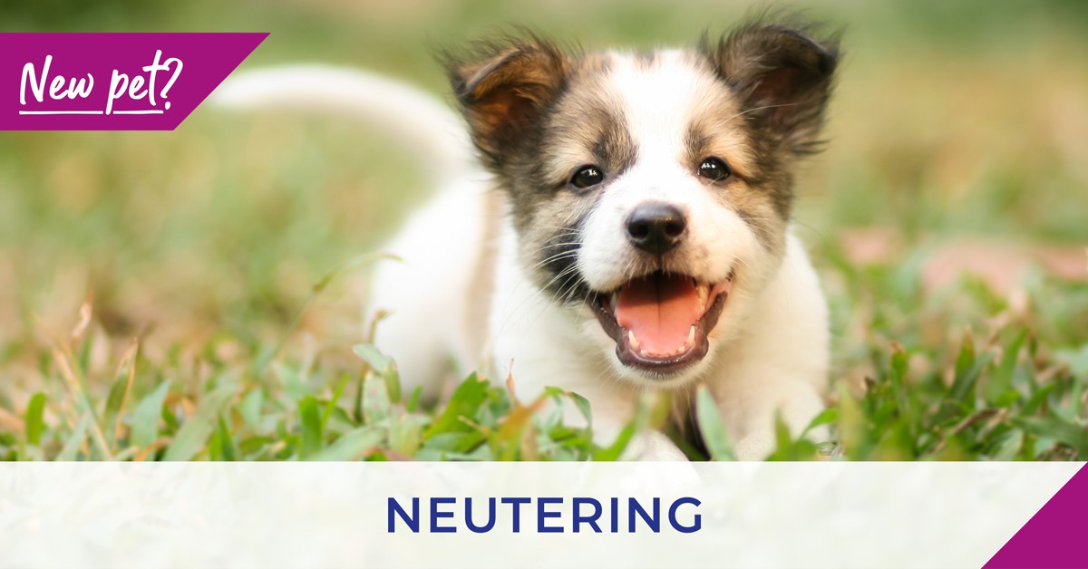 poster for neutering