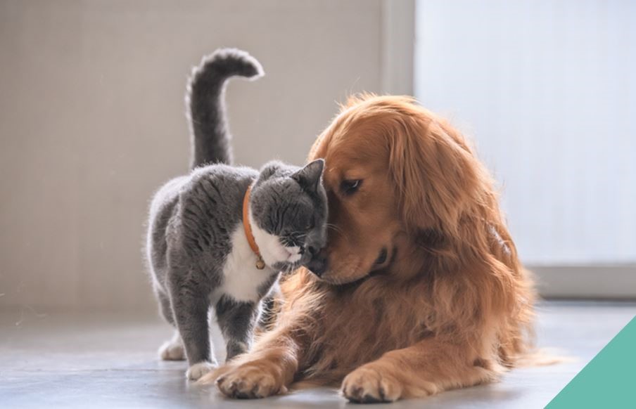 dog and cat hugging eachother