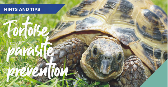 poster for tortoise parasite prevention