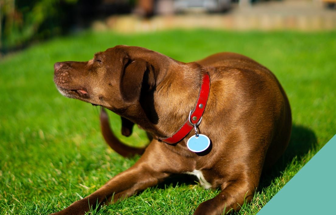 Brown Dog with red collar lying on grass