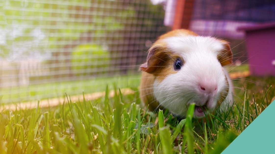 Guinea Pig walking on grass