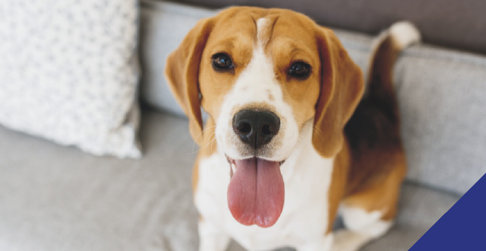 Beagle Dog sitting on sofa