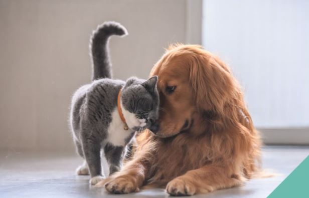 dog and cat together
