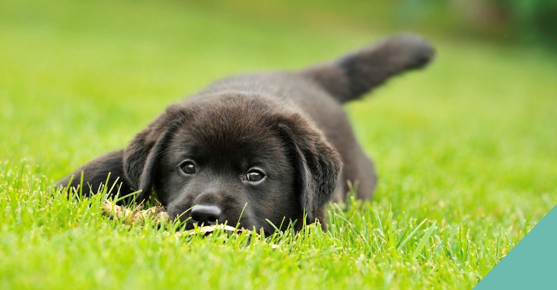 Black Puppy Lying on Grass