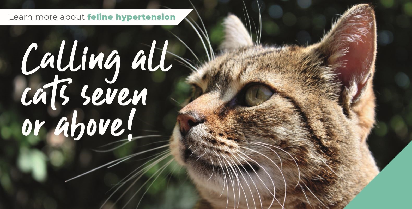 feline hypertension