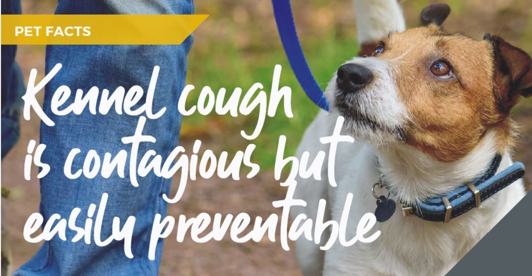 kennel cough