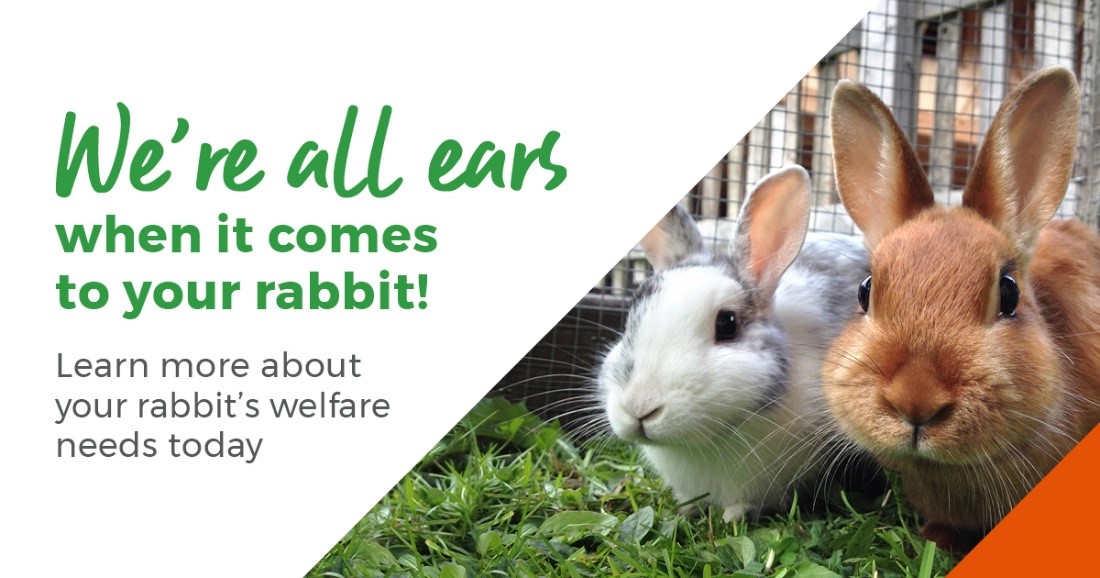 rabbits awareness