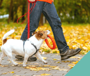 Walking your dog safely in Autumn and Winter - Gower Vets