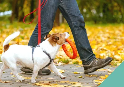 A dog walking with a ring toy in his mouth