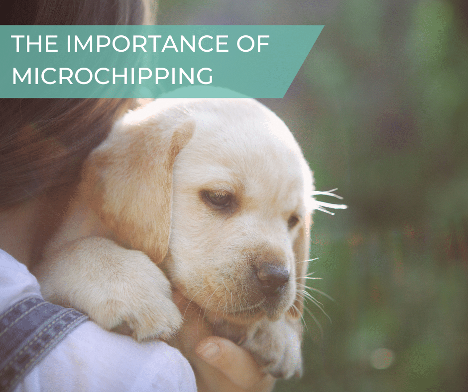 The Importance of Microchipping Your Pet, Gower Vets