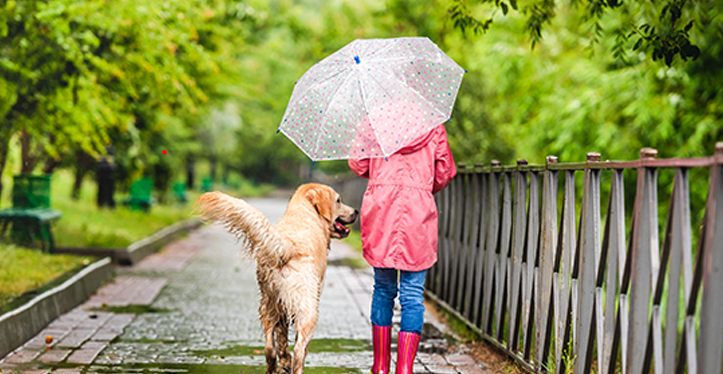 dog-walking-in-rain