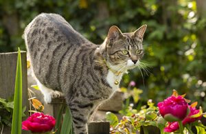 how to protect your pets from lily poisoning at Gower Vets