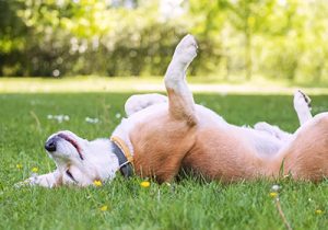 summer safety tips for pets at Gower Vets