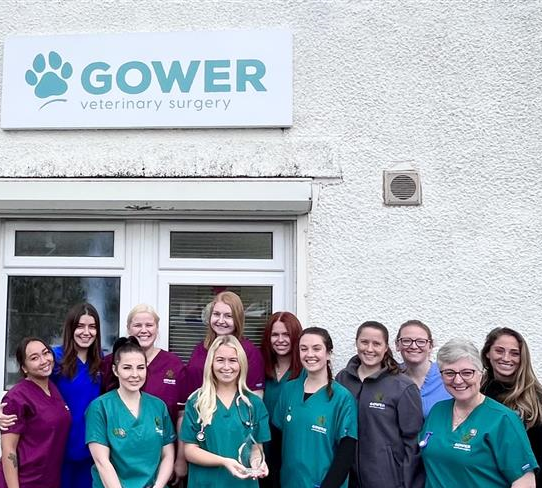 festive day at gower vets